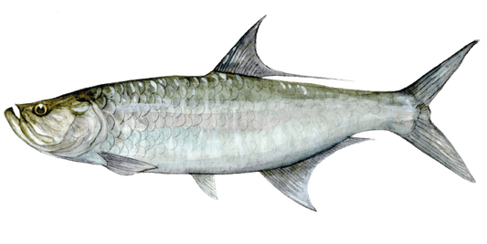 Mastering the Art of Tarpon Fly Fishing