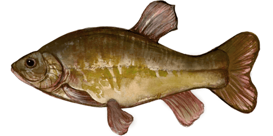 Tench Angling with Fly Tactics