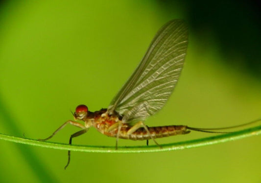Technique Of The Flies Terrestrials