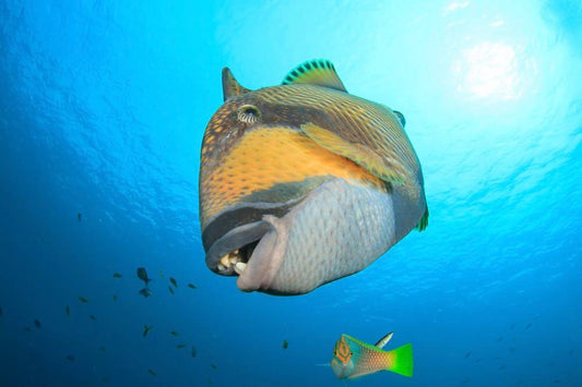 Saltwater Species Triggerfish