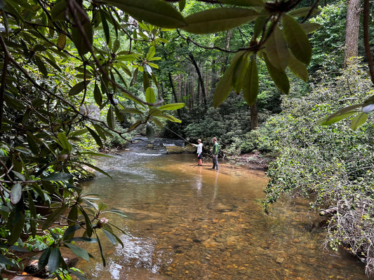 Hidden Trout Havens in Northern Georgia