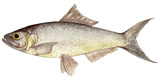 Twait Shad Angling: A Fly Fisher's Guide