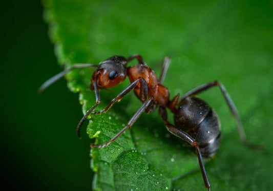 Fly Fishing Ants: How To Effectively Fish Ant Patterns