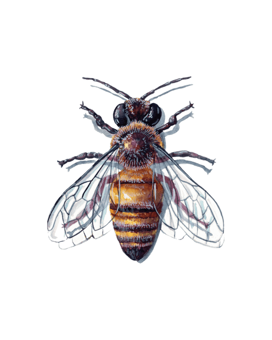 Unveiling the World of Ants, Bees, and Wasps