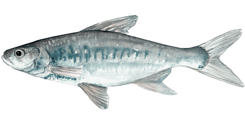 Angling for the Asp: A Unique Fly Fishing Pursuit – Ussuris