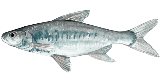 Angling for the Asp: A Unique Fly Fishing Pursuit