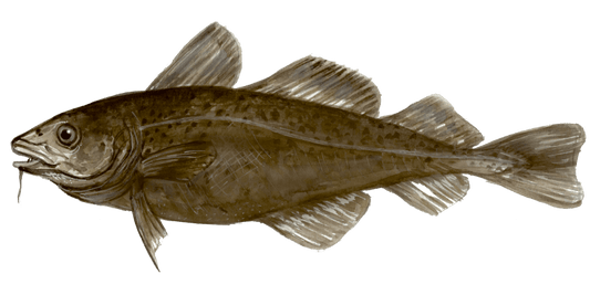 Hooking the Deep: Atlantic Cod on the Fly