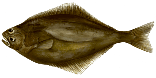 Fly Fishing for Atlantic Halibut