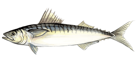 Angling for Atlantic Mackerel: A Freshwater Twist