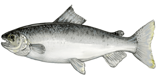 Angling Adventures: Pursuing Atlantic Salmon