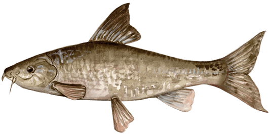 Barbel on the Fly: Rethinking Traditional Tactics