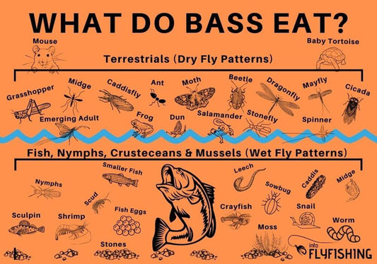 Understand Fish Diets Bass