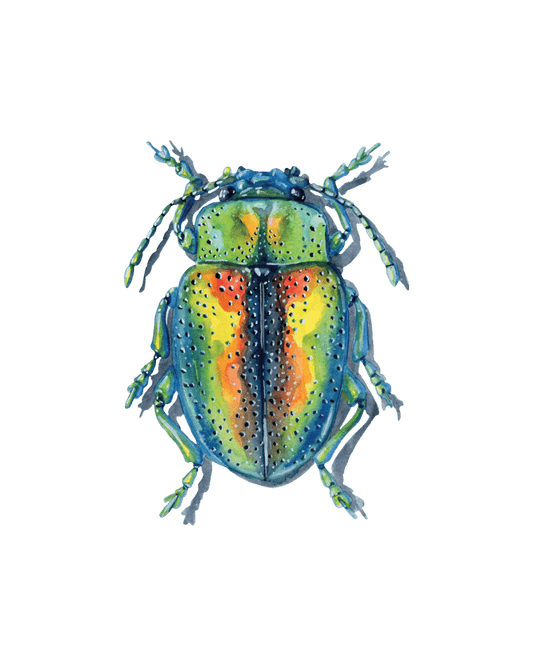 Tiny Titans: The Hidden World of Beetles