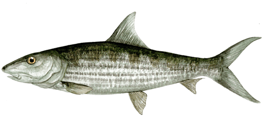 Angling for Elusive Bonefish