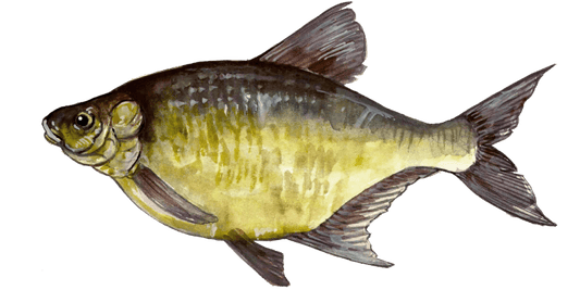 Angling for Bream: The Art of Fly Fishing