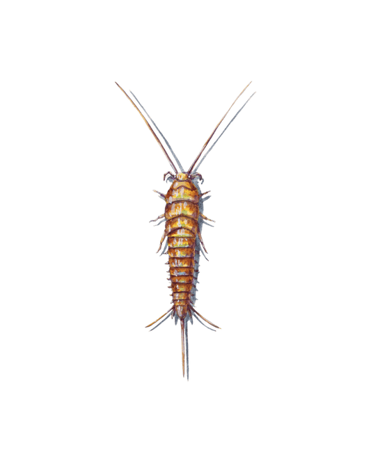 Ancient Bristletails: Nature's Tiny Living Fossils