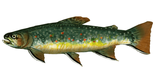 Angling for Brook Trout: A Fly Fisher's Pursuit