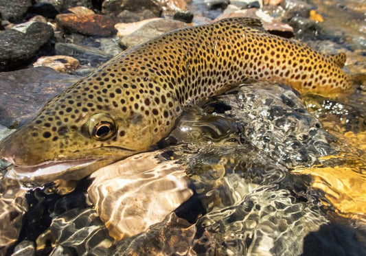 Fly Fishing For Brown Trout: The Ultimate Guide To Brown Trout Fishing