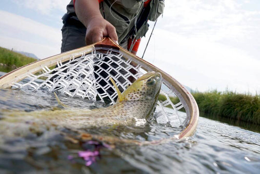 Fishing Landing Net: The Best Lightweight Options for Sale