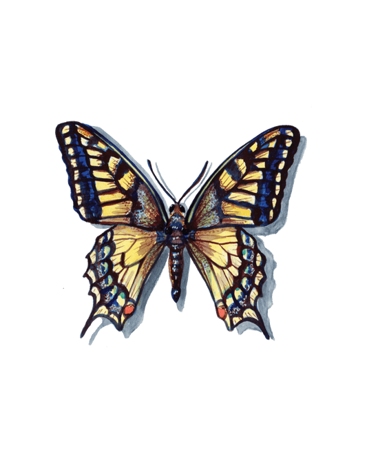 Wings of the Night and Day: Butterflies and Moths Reimagined