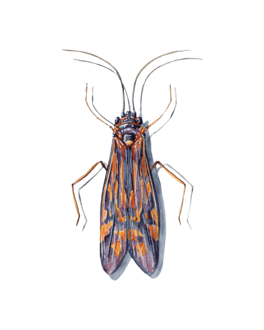 Sublime Architects of Aquatic Ecosystems: Caddisflies