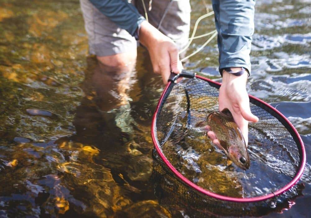 Fishing Net: A Guide to Affordable, High-End Options and the Best Choi ...