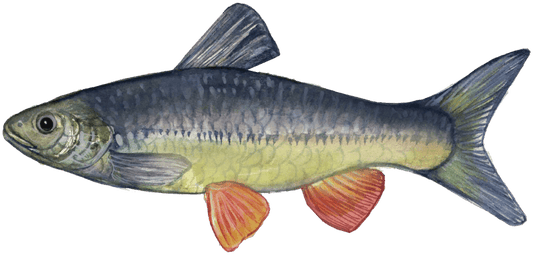 Angle for Chub: A Fly Fisher's Guide