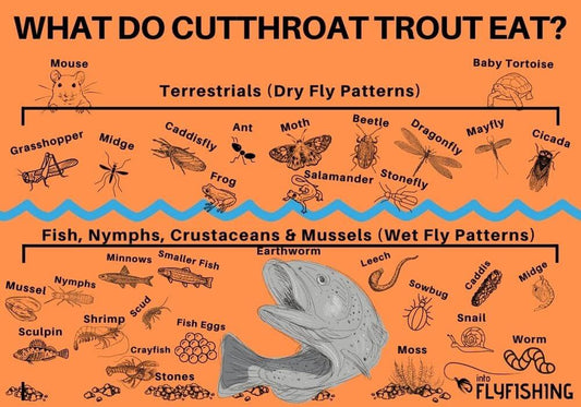 Understand Fish Diets Cutthroat Trout