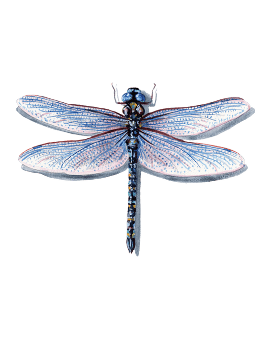 Winged Wonders: Dragonflies and Damselflies Unveiled