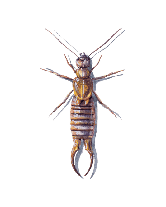 Nature's Tiny Nighttime Warriors: The Secret Life of Earwigs