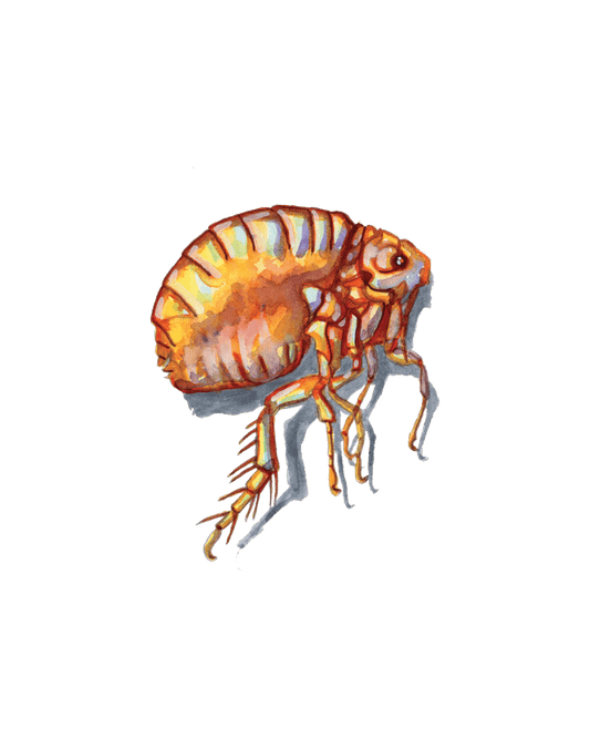 Tiny Titans: The Hidden Power of Fleas