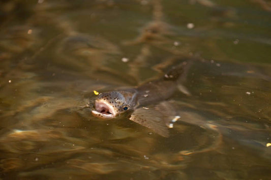 Dry Fly Fishing: An Angler’s Guide
