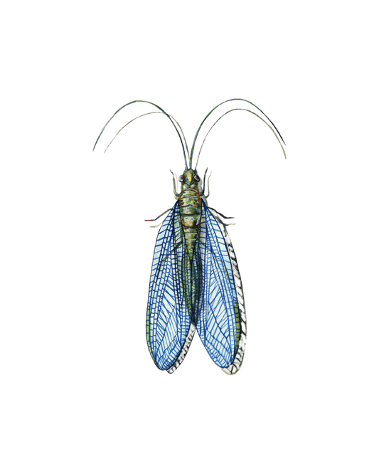 Fascinating Predators: Lacewings, Antlions, and Owlflies in Focus