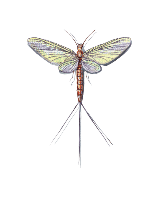 Ephemeral Lives: The Fleeting Beauty of Mayflies