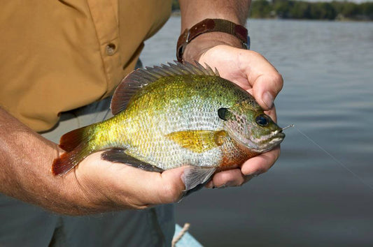 Fly Fishing for Panfish: An Angler’s Guide