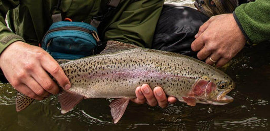 Fly Fishing For Rainbow Trout: The Ultimate Guide To Rainbow Trout Fishing