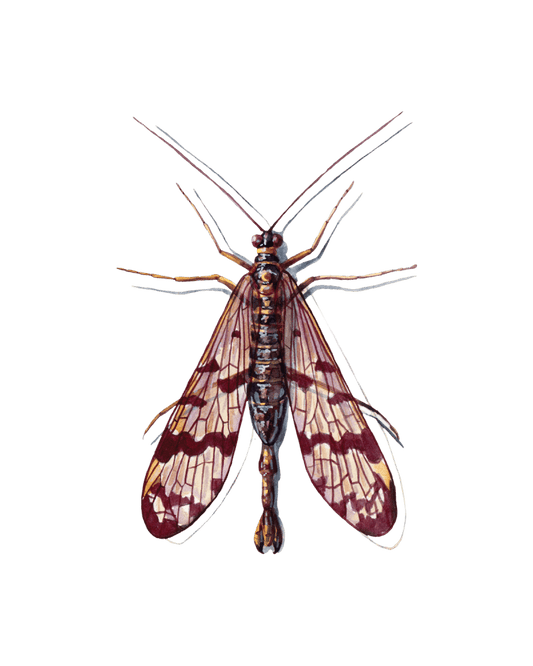 Whispers of the Scorpionfly's Dance