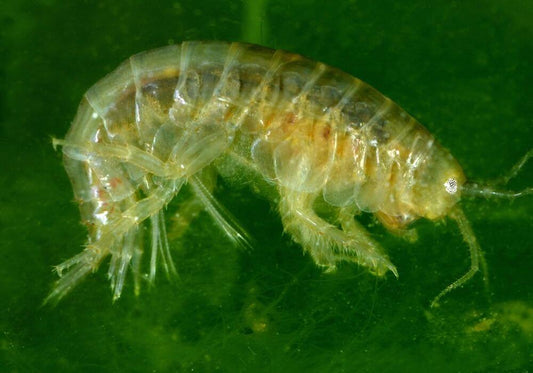 Technique Of The Flies Scud