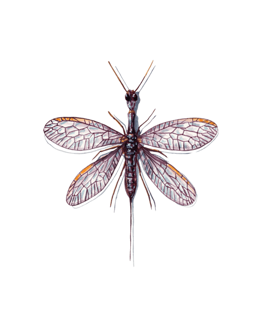 Jewel-Winged Predators of the Forest