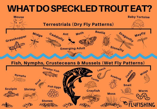 Understand Fish Diets Speckled Trout