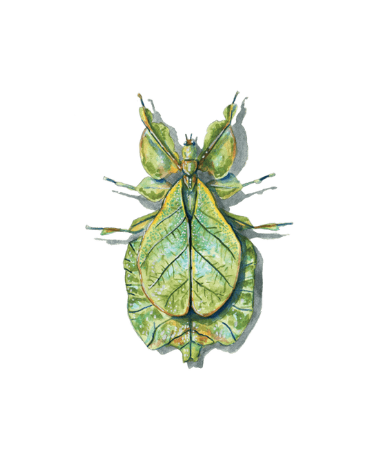 Camouflage Masters: The World of Stick and Leaf Insects