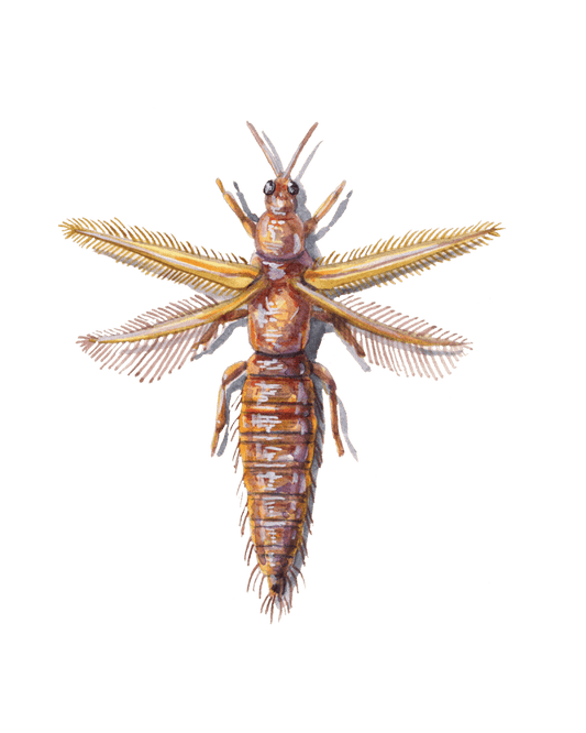 Tiny Thrips: Unseen Pests with a Big Impact