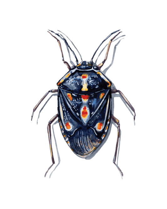 Hidden World of True Bugs