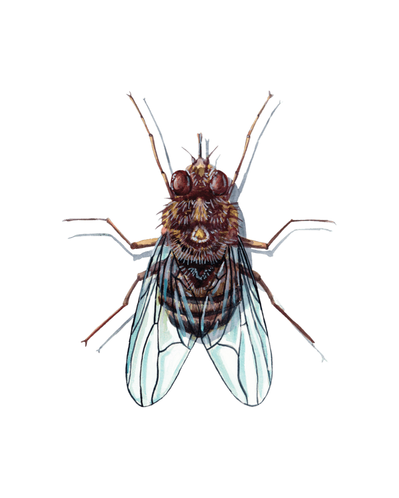 The Hidden World of Diptera – Ussuris