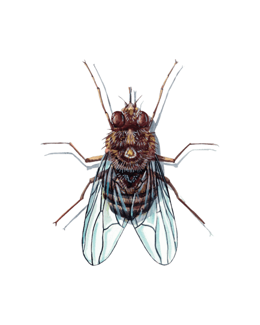 The Hidden World of Diptera