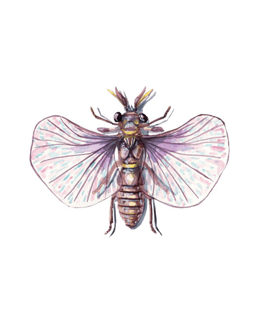 Enigmatic Flyers: The Hidden World of Twisted-Wing Parasites