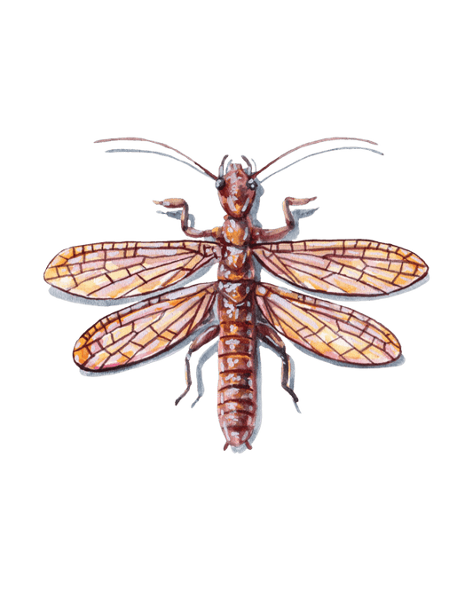 Silkspinners: Nature's Tiny Architects