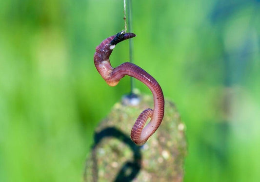 Fishing With a Worm: An Angler’s Guide
